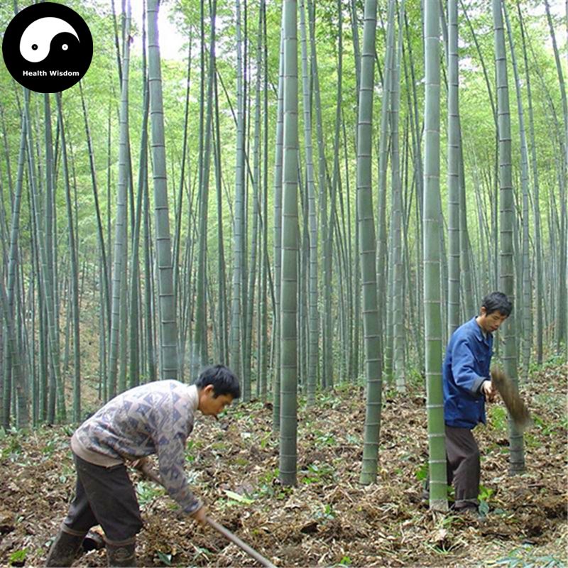 2018 buy real bamboo tree seeds plant phyllostachys heterocycla grow