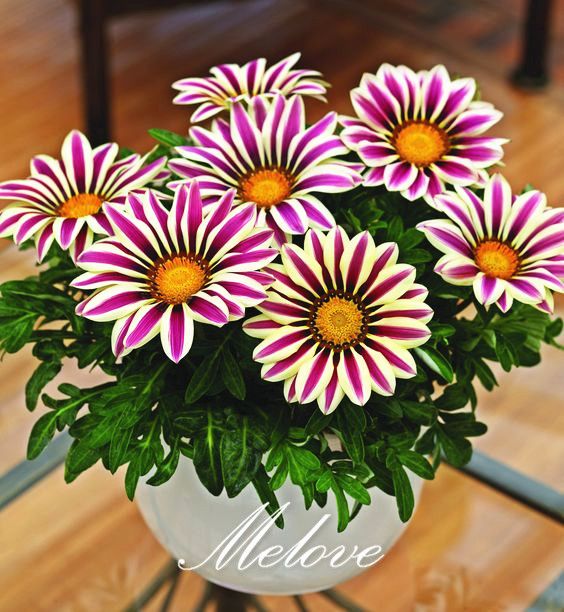 2019 gazania flower seeds