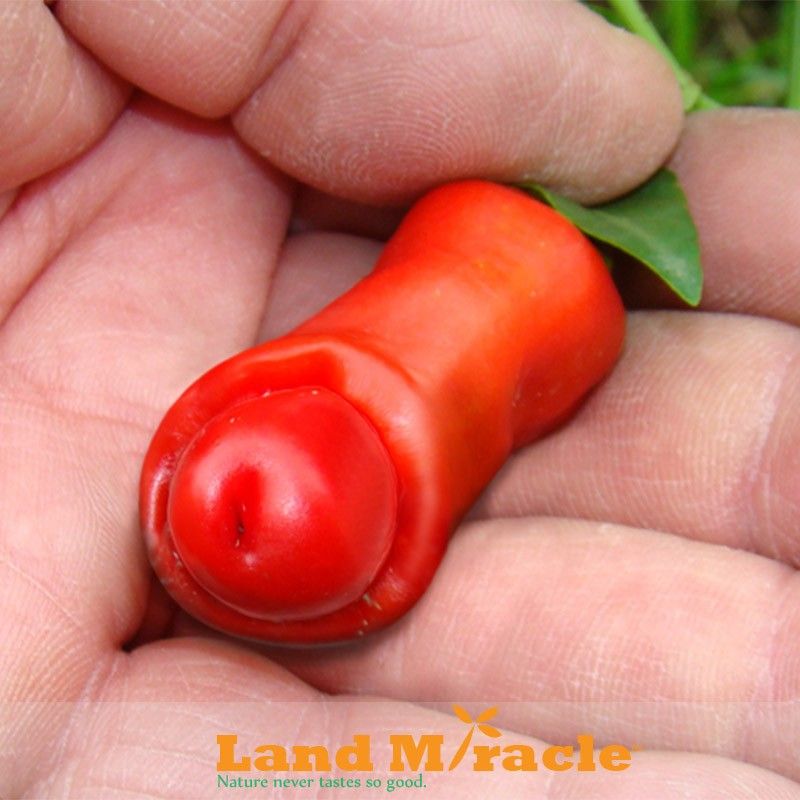 rare-small-red-peter-pepper-seeds-vegeta