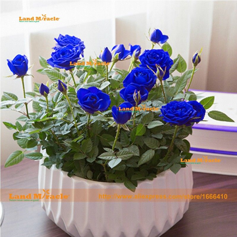 Acheter 100 Graines Pack Rares Graines De Fleur Rose Chinois Charming Lady Bleu Clair Graines De Plantes Grimpantes Grimpantes Avec Fort