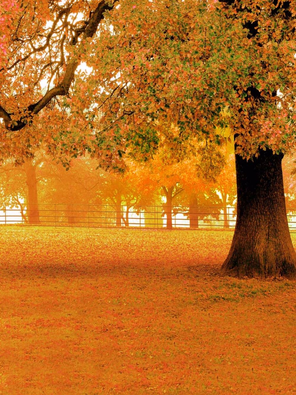 2019 fall scenic photography backdrop vinyl cloth big tree orange