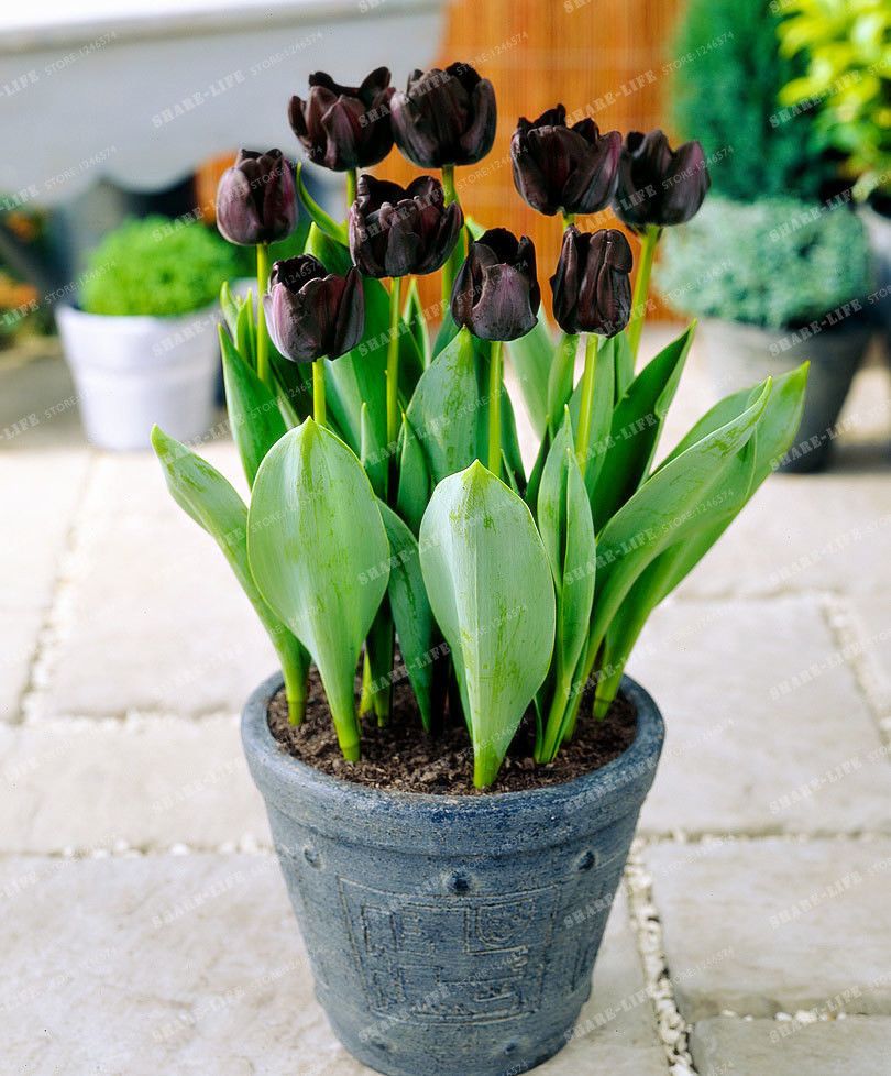 2021 Wholesale Bulbs True Black Tulip Bulbs Not Tulip Seeds Bonsai