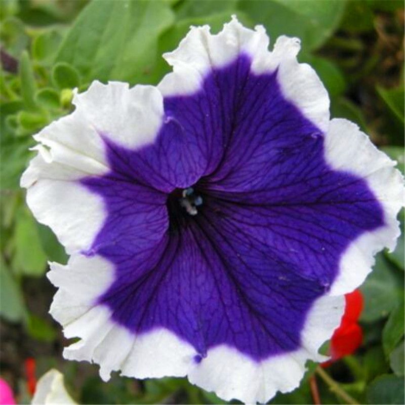 2021 /Bag Picotee Blue Morning Glory Seeds,Rare Petunia Seeds,Bonsai ...
