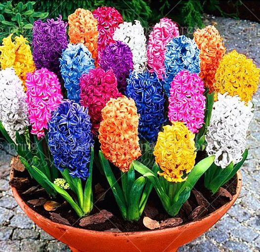 2019 bag hyacinth ball