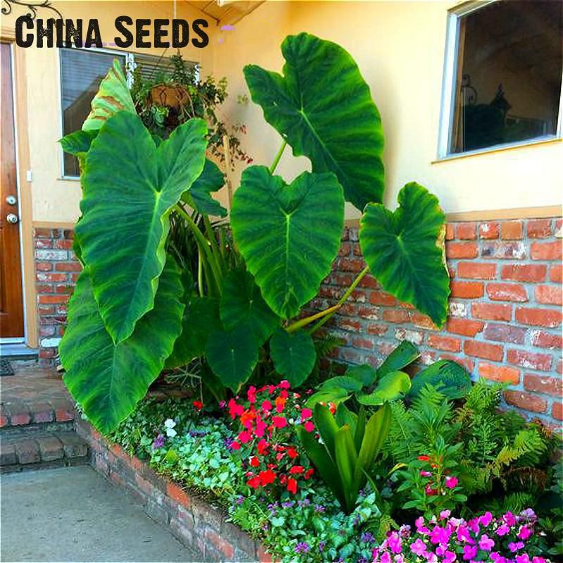 2019 Heirloom Alocasia Macrorrhiza Green Giant Taro Seeds