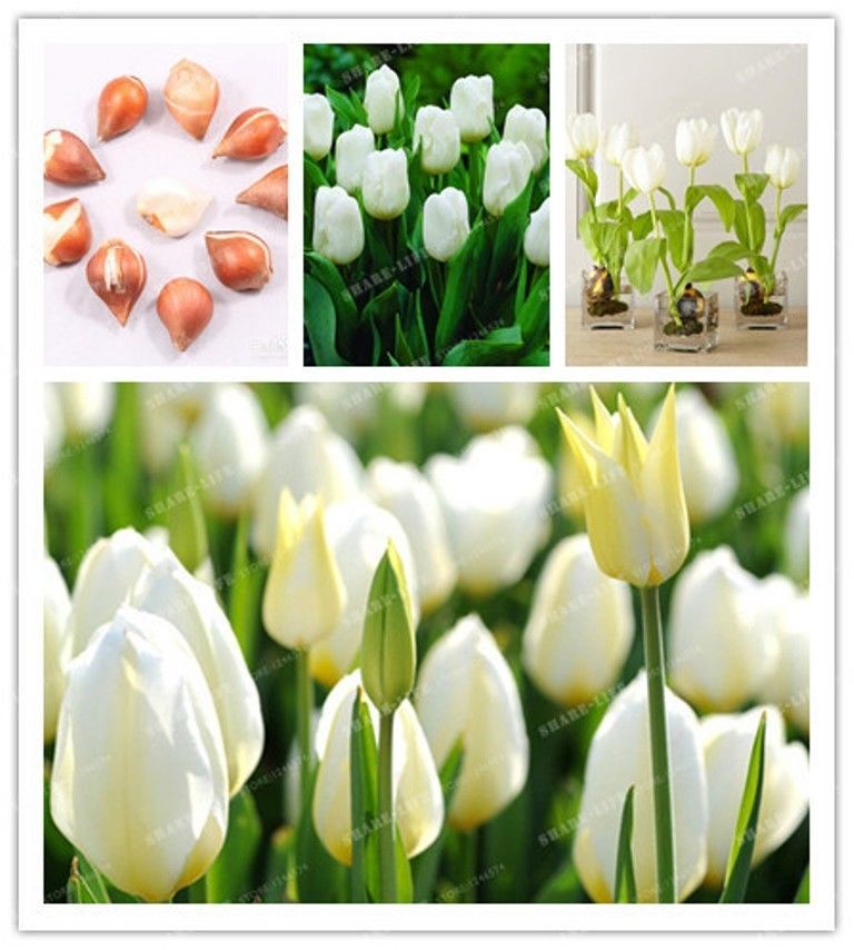 2020 Wholesale Bulbs True White Tulip Bulbs Not Tulip Seeds,Tulips