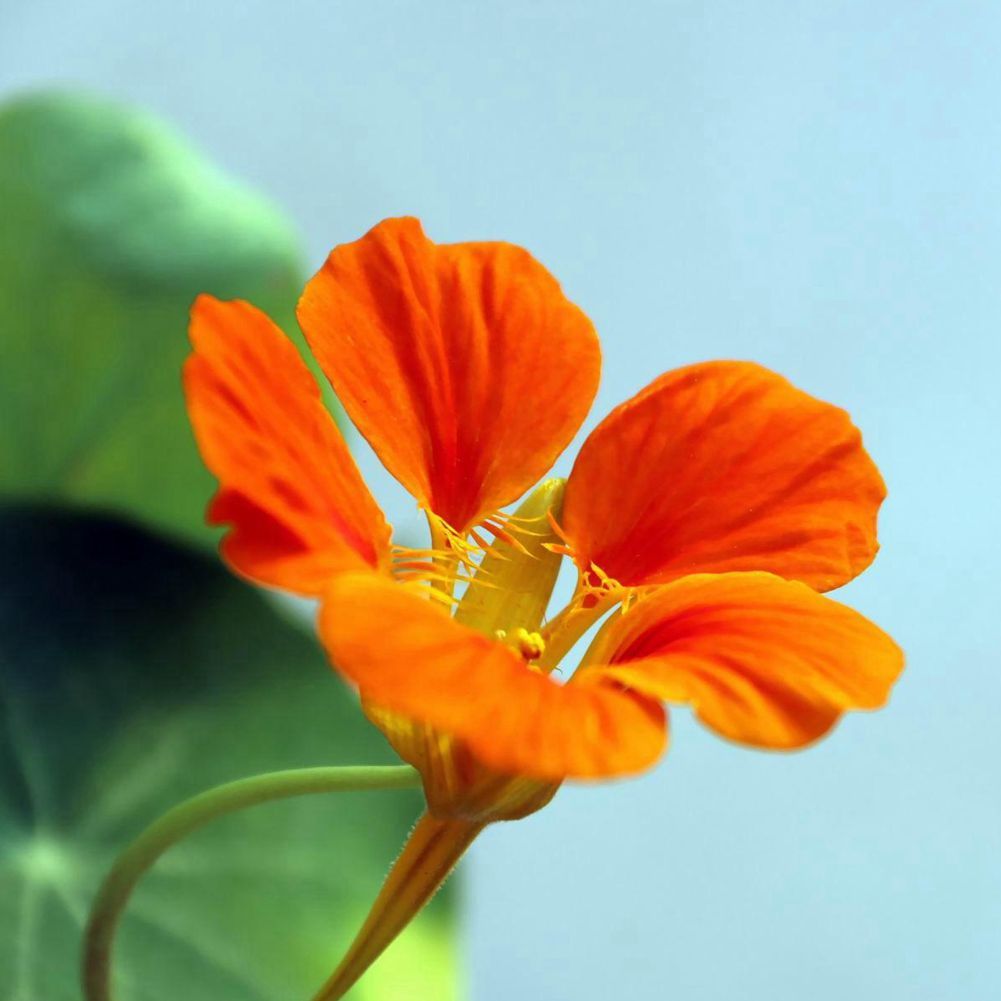 2017 1 8 red garden nasturtium flower seeds dazzling bright aroma 2017 1 8 red garden nasturtium flower seeds dazzling bright aroma