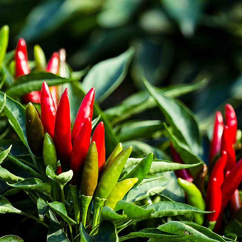 2021 Heirloom Thai Sun Hot Pepper Capsicum Annuum