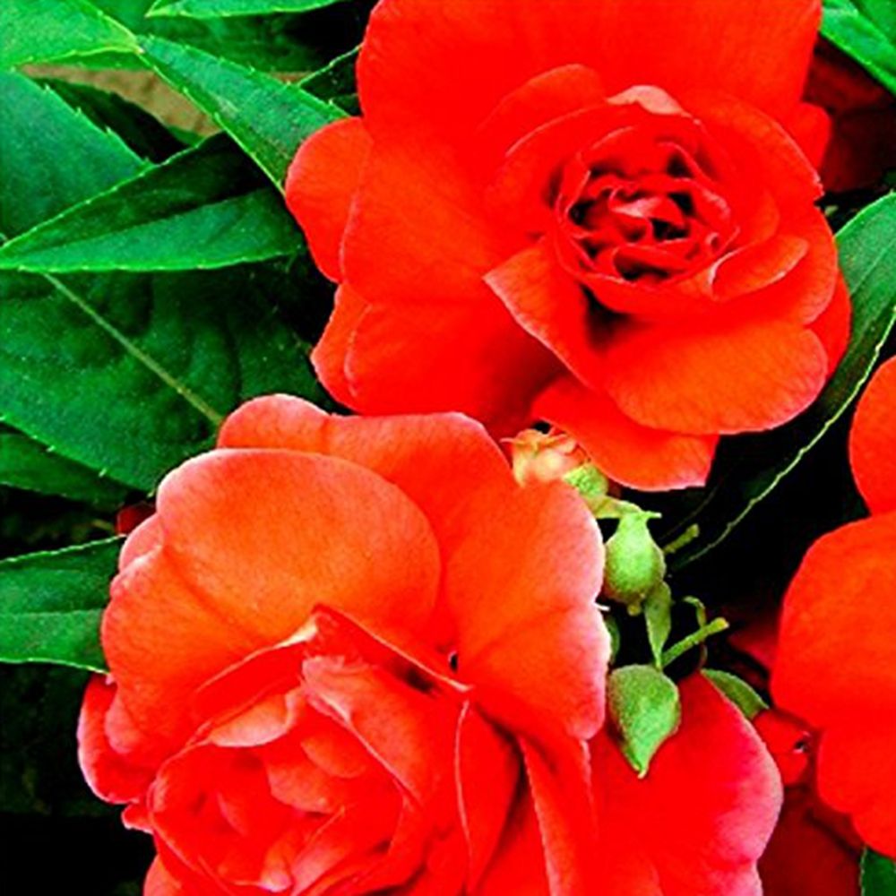 2017 the beauty of spring 20 red garden balsam seeds flower high 2017 the beauty of spring 20 red garden balsam seeds flower high