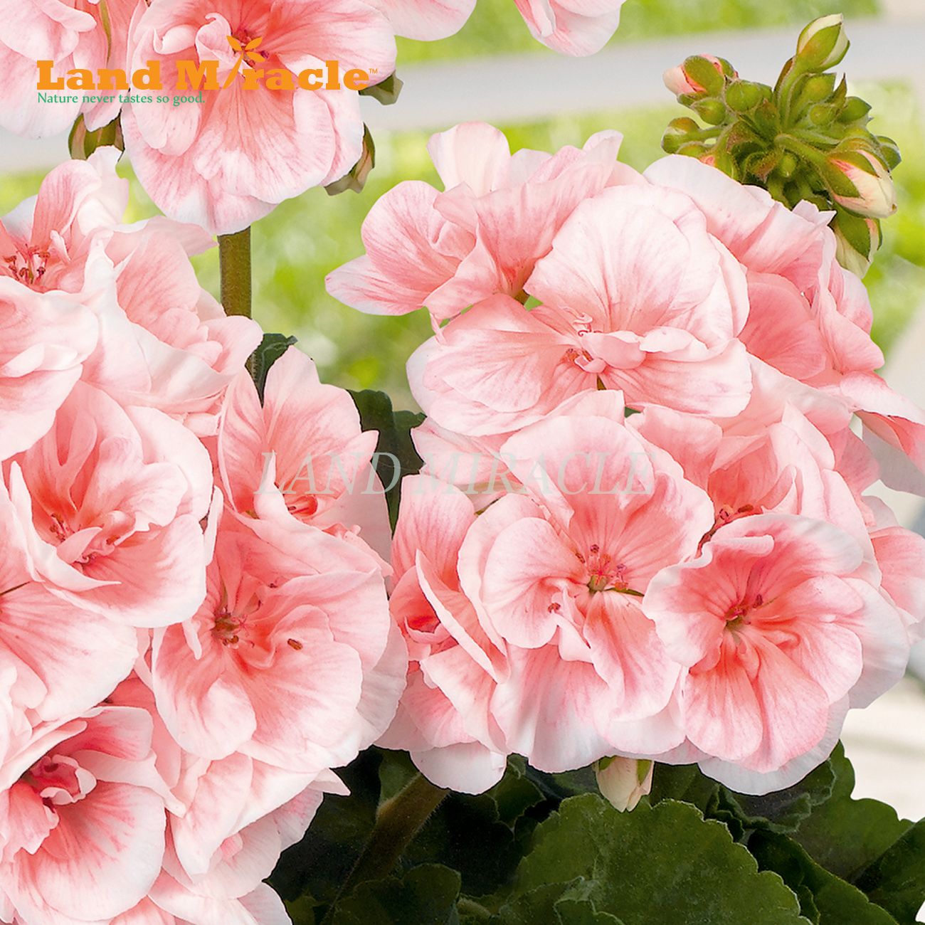 2020 5 Seeds, Rare Geranium Seeds Salmon Queen Pelargonium Perennial