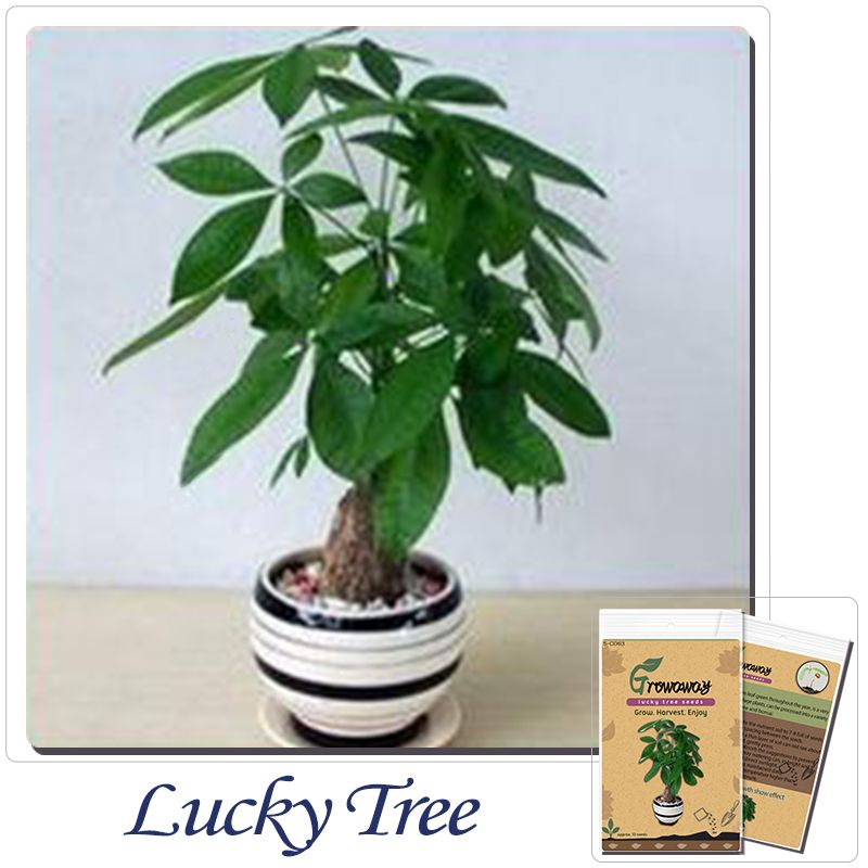 Online Cheap Indoor Potted Flowers Plants The Seed Sowing Seasons ... Online Cheap Indoor Potted Flowers Plants The Seed Sowing Seasons ...