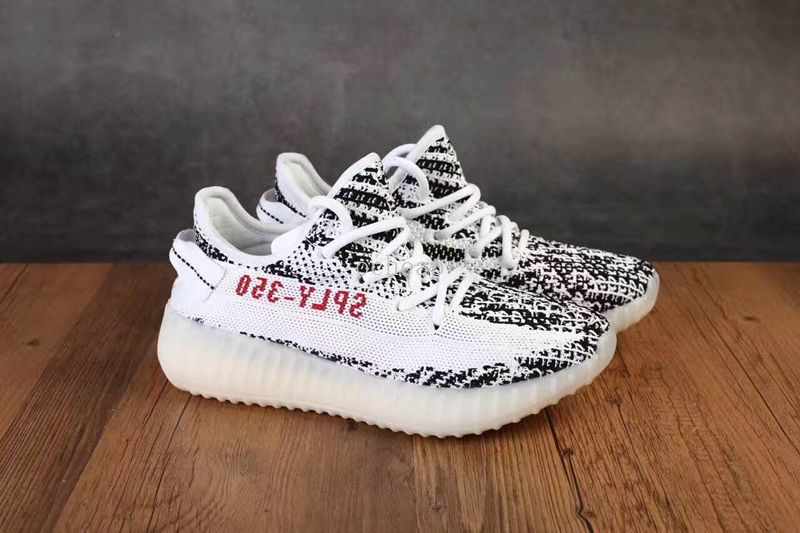 beluga zebra