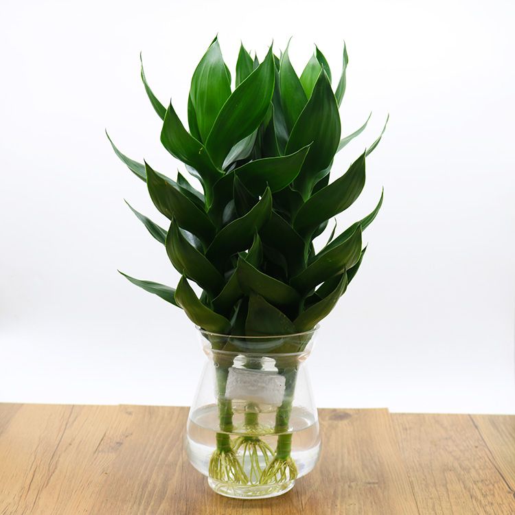 2018 Transport Office Bamboo Seeds Guanyin Fuguizhu Hydroponic Plants