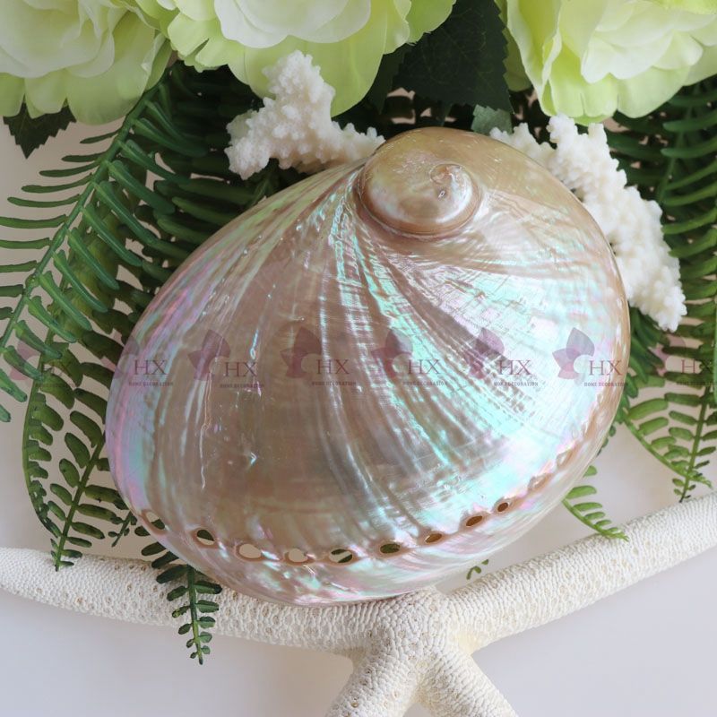 Australian White Abalone Shell Natural Shell&Conch Home Decoration Sea