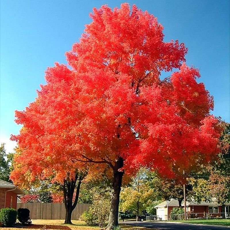 Compre Semillas Baratas Del Árbol De Bonsai Del Arce Rojo Japonés