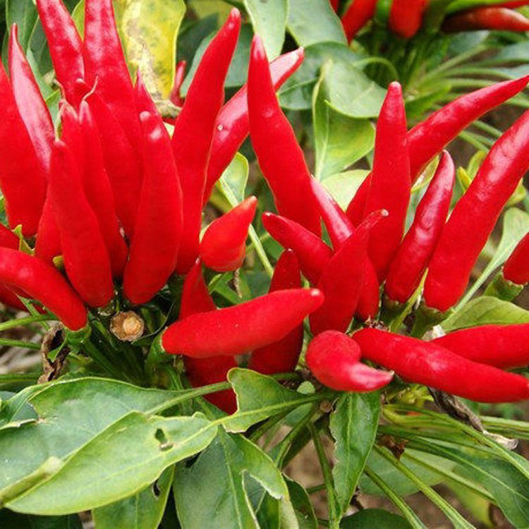 2020 Heirloom Thai Sun Hot Pepper Capsicum Annuum