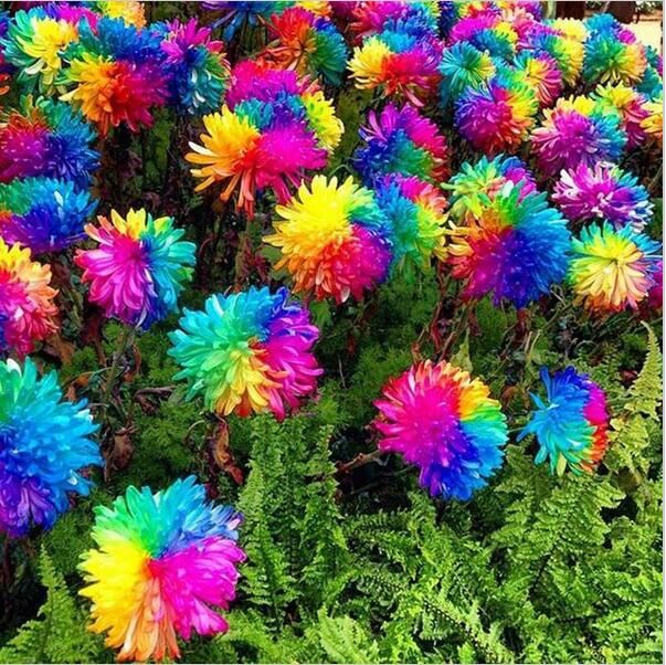 200pcs bag raras Semillas del arco iris de la margarita del crisantemo Semillas Semillas Bonsai en maceta de flores hermosas plantas para jardín Plantar 3
