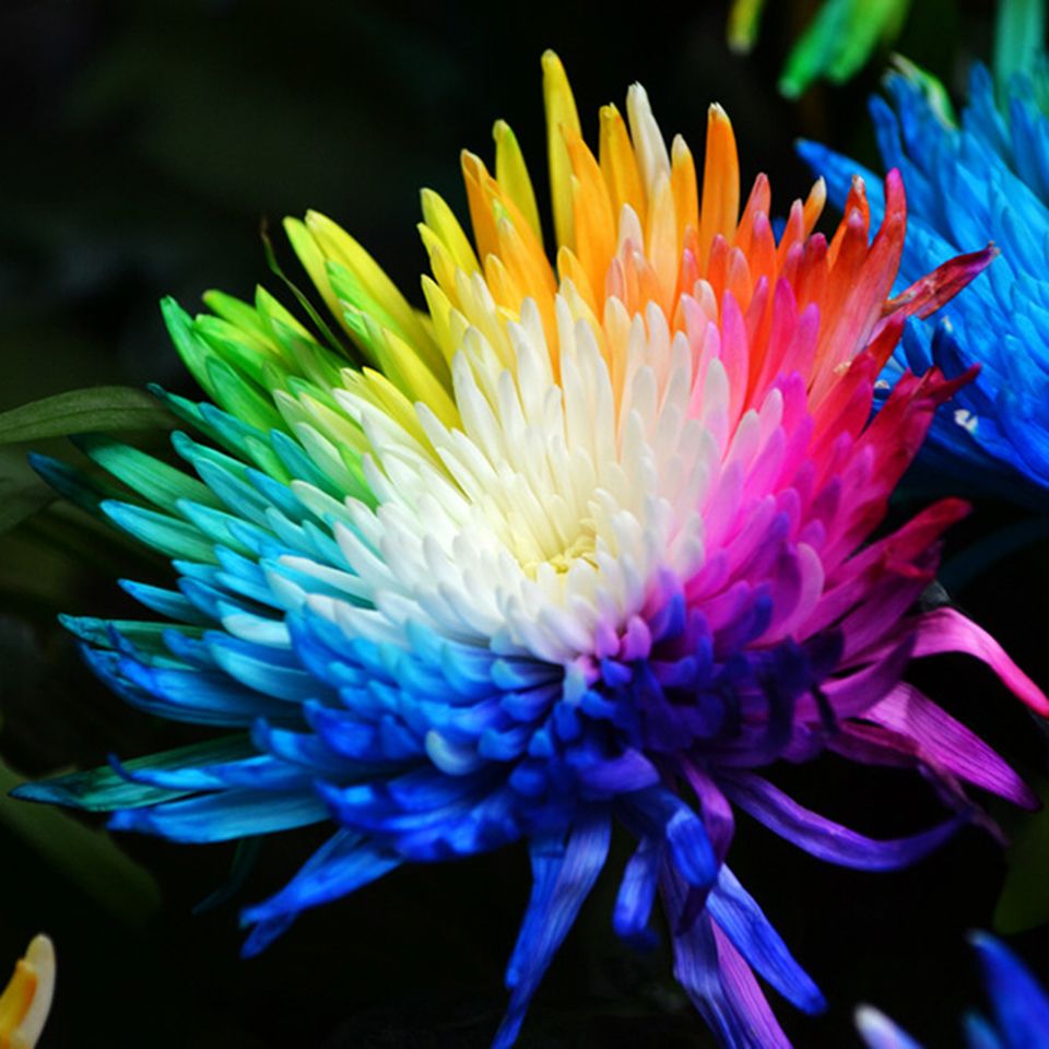 2019 20 Rainbow Chrysanthemum Flower Seeds Rare Color New Arrival DIY