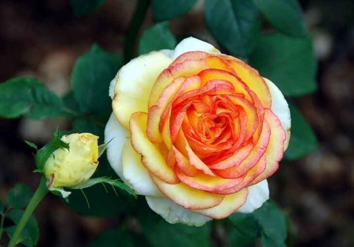 2021 50 Seeds Rare Holland Rainbow Rose Seed Flowers Lover Colorful