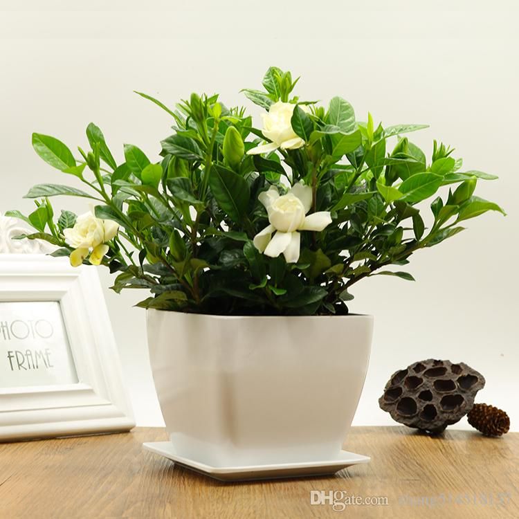 Online Cheap 20/Pcs Gardenia Potted Flower Ornamental Plant Air ... Online Cheap 20/Pcs Gardenia Potted Flower Ornamental Plant Air ...