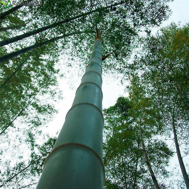 6 year premium moso bamboo 6 year premium moso bamboo