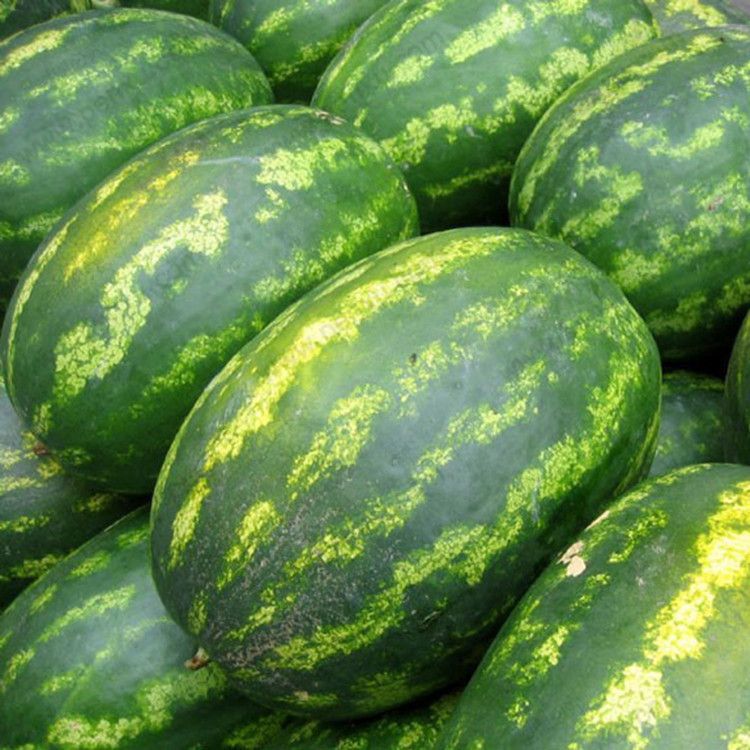2019 Big Sale!Giant Watermelon Seeds Fruit Seeds Planting Watermelon