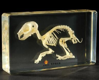 Real Turtle Skeleton Specimen in Acrylic Block Paperweights Science Classroom Specimens for Science Education（5.3x3.5x1.4 Inch）