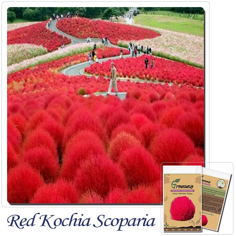2017 grass seeds perennial grass burning bush kochia scoparia 2017 grass seeds perennial grass burning bush kochia scoparia