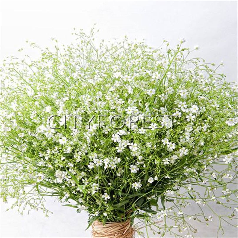1000 Gypsophila Elegant White Flower Seeds Baby's Breath Easygrowing
