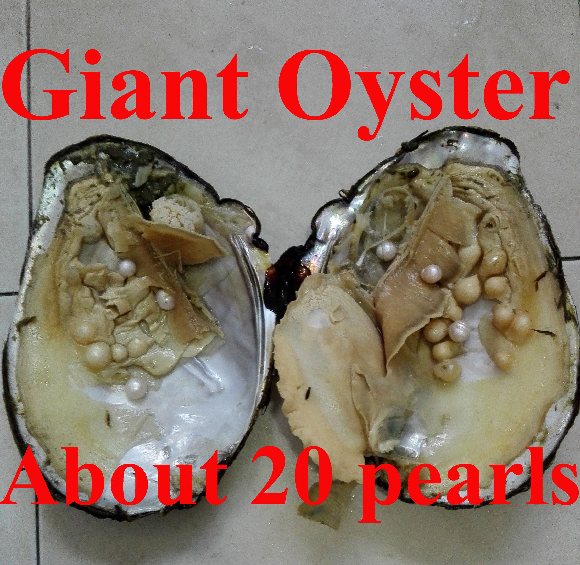 Giant Oyster Natural Assorted Color Freshwater Pearl in Giant Oyster