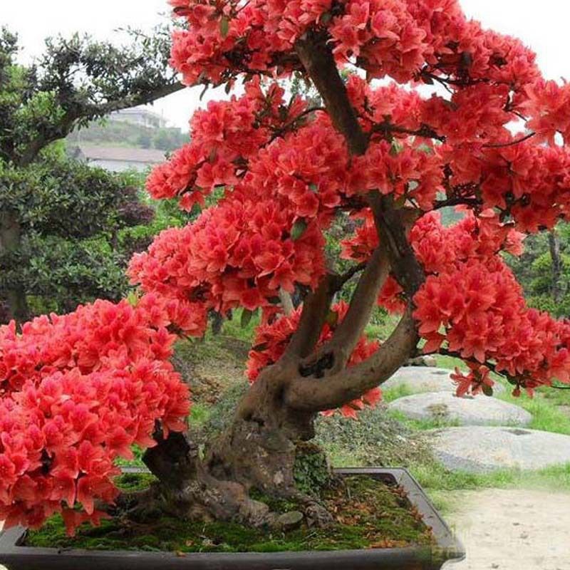 red japanese cherry blossoms seeds courtyard garden bonsai tree