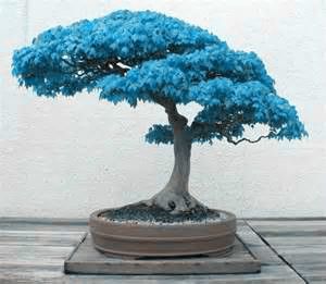 /bag Bonsai Blue Maple Tree Seeds Bonsai Tree Seeds. Rare ...