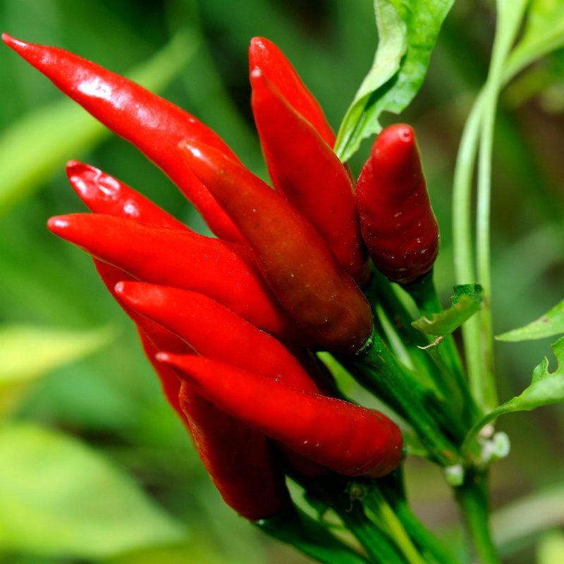 2021 Heirloom Thai Sun Hot Pepper Capsicum Annuum