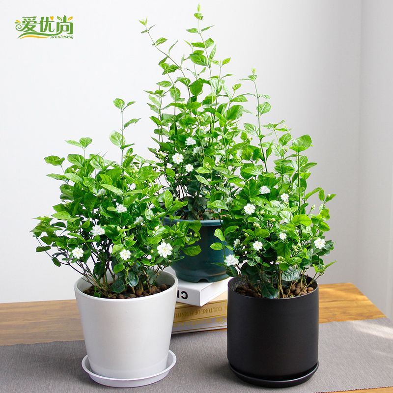 Best Small  Indoor  Flowers Seeds Potting Balcony Beauty 