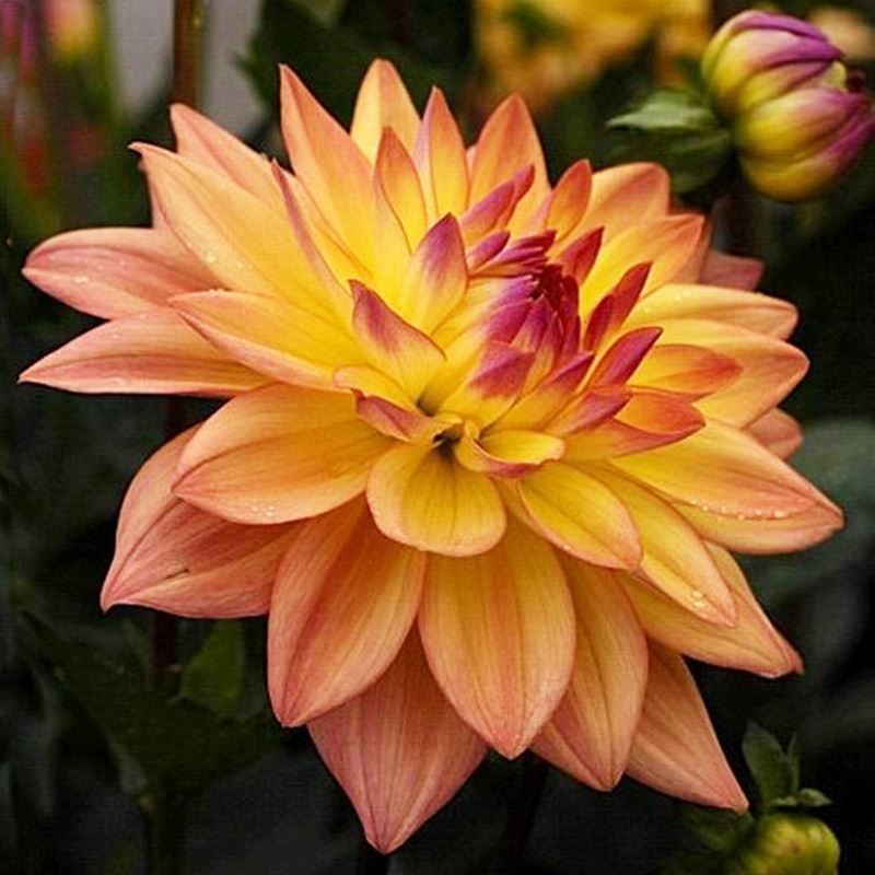 Георгин Dahlia Seeds