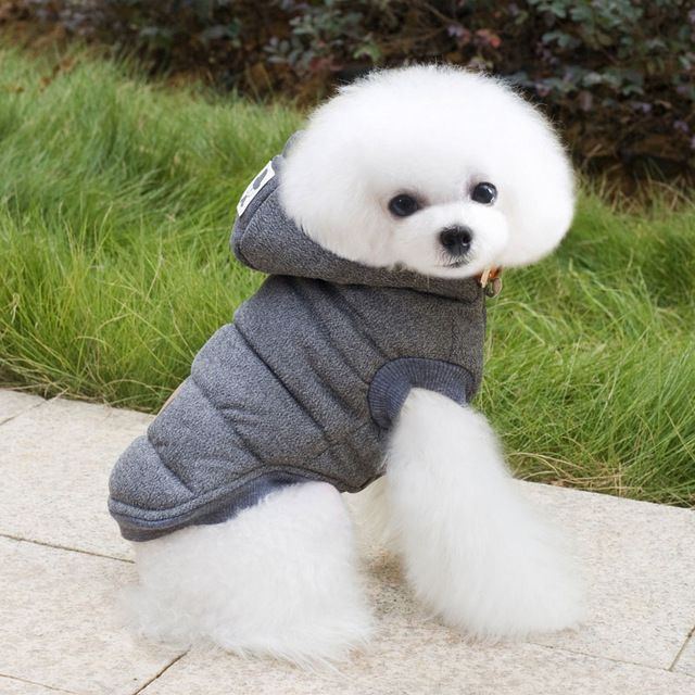 cheap small dogs CHEAP SMALL DOGS