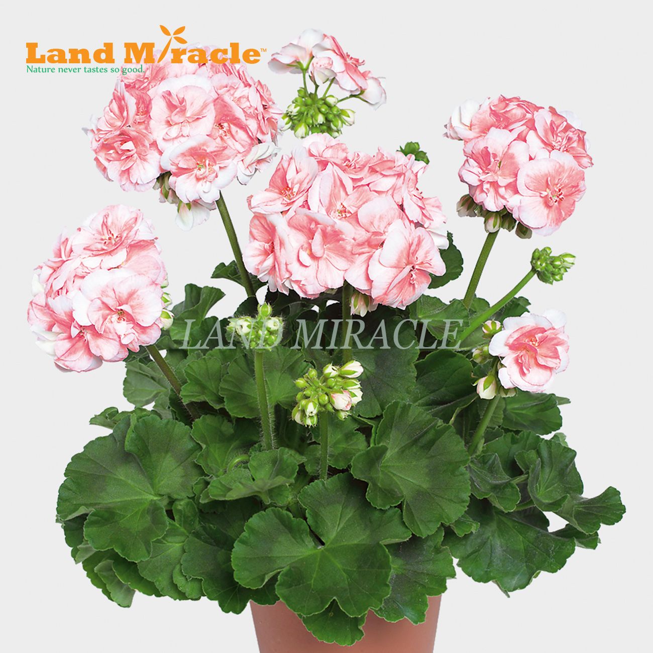 2020 5 Seeds, Rare Geranium Seeds Salmon Queen Pelargonium Perennial