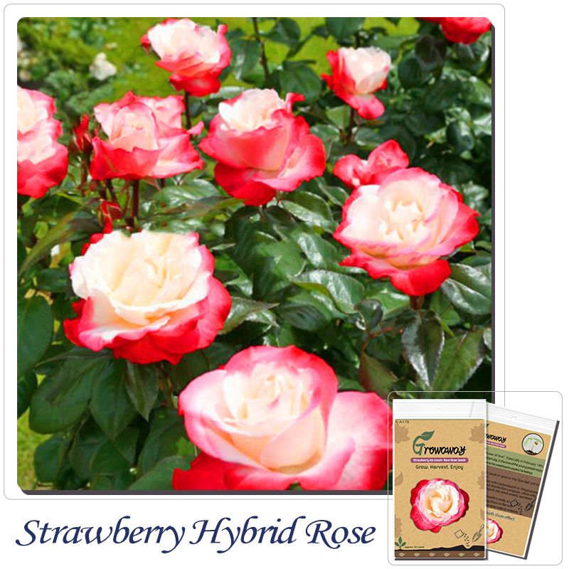 50pcs Rosen Blumensamen Garten Pflanzen Samen-Sämereien