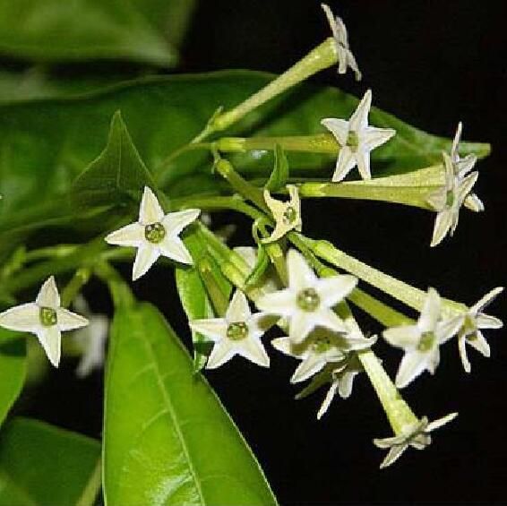 2020 Flower Seeds Bonsai Night Blooming Jasmine Potted ...