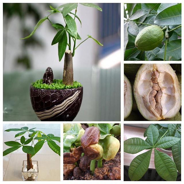 2019 Pachira Money Tree Plant Seeds Potted Seeds Pachira Macrocarpa - 2019 pachira money tree plant seeds potted seeds pachira macrocarpa seeds pack from lijiao 5 03 dhgate com