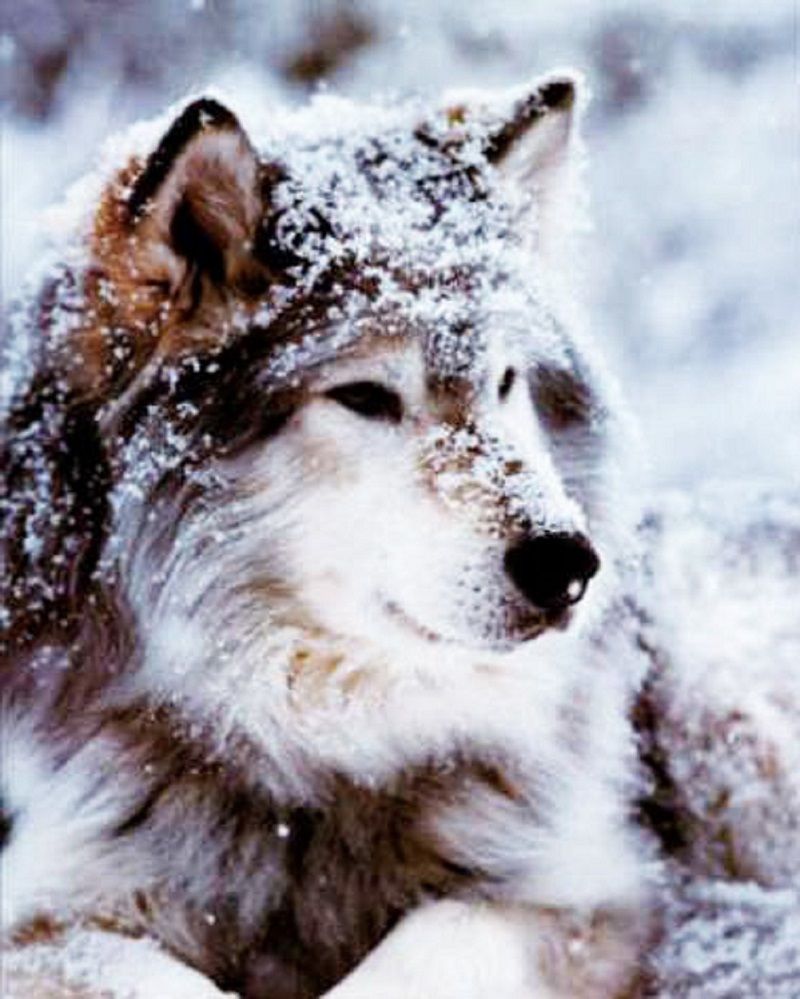 100-aear-diy-crystals-paint-kit-snow-wolf.jpg