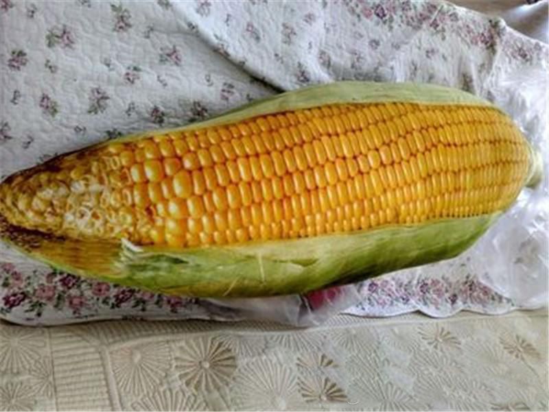 corn stuffed toy