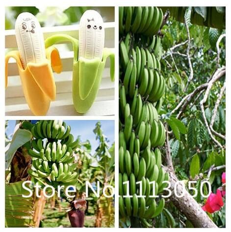 2020 Sale 10 Kinds Bonsai Banana Seeds 100 Genuine Organic Blooming Fruit Seeds Garden Plant From Liyanbing1957 1 47 Dhgate Com,Freezing Tomatoes