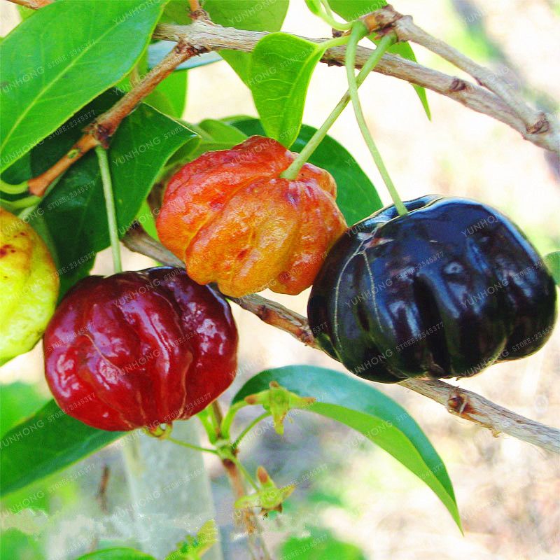 Wholesale Best Quality BRAND Surinam Cherry Seeds Pitanga Fruit Seeds wholesale-best-quality-brand-surinam-cherry-seeds-pitanga-fruit-seeds
