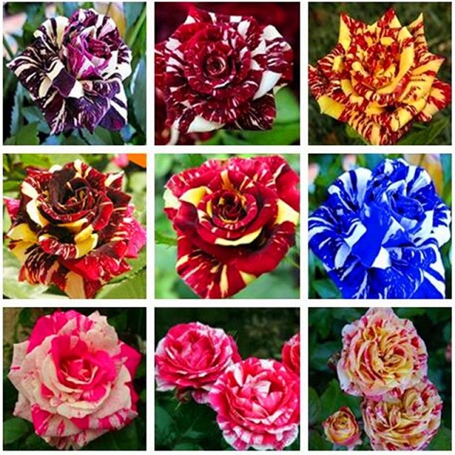 cheap mixed color rose flower seeds 300 seeds package balcony