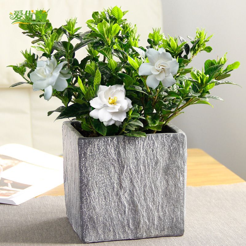 Indoor Potted Flower Gardenia Seed Office Courtyard Balcony Flowers ... Indoor Potted Flower Gardenia Seed Office Courtyard Balcony Flowers ...