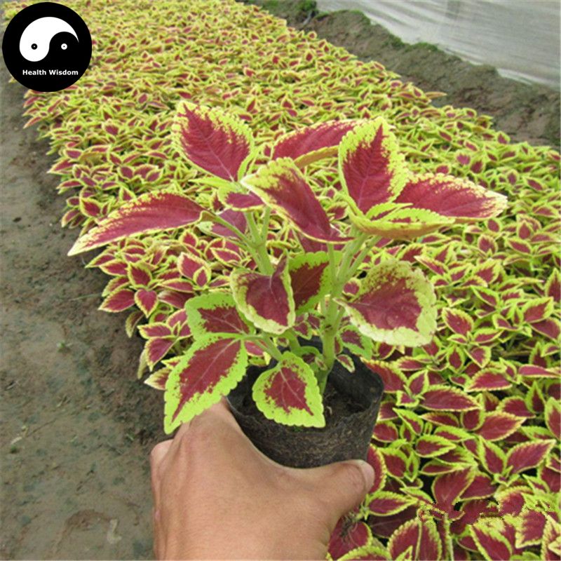 buy coleus scutellarioides seeds 120pcs plant