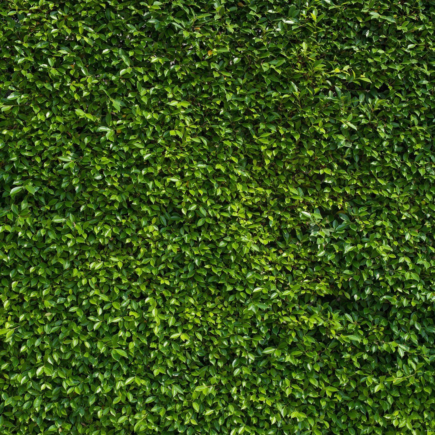 2020 Green Leaves Wall Photography Backdrops Vinyl Spring Theme Photo Shoot Backdrop Children