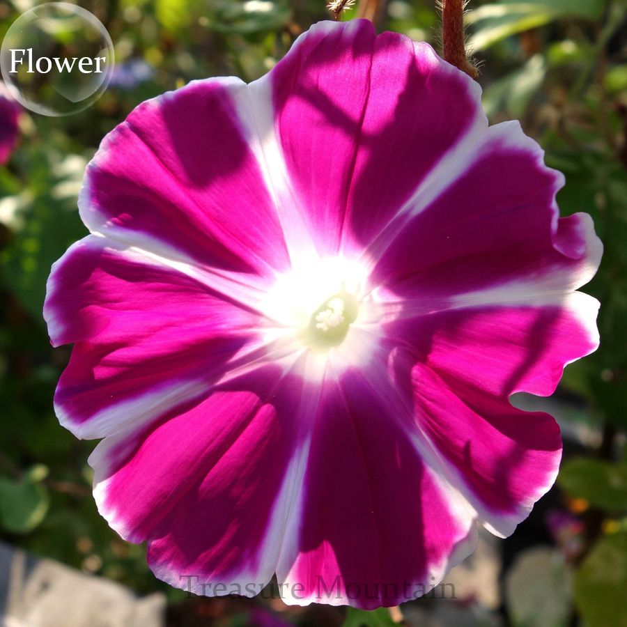 2021 /Bag Picotee Blue Morning Glory Seeds,Rare Petunia Seeds,Bonsai Flower Seeds,Plant For Home ...