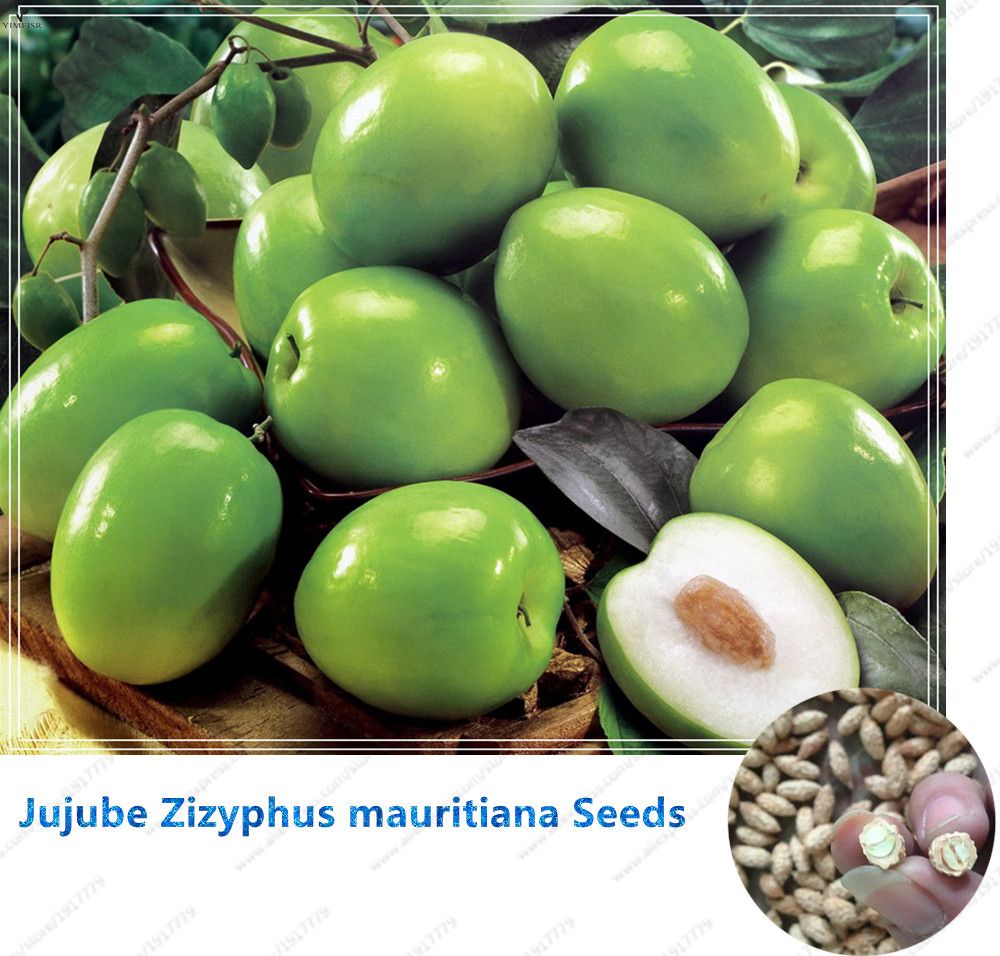 2018 jujube zizyphus mauritiana seeds indian jujube tree seeds